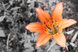 Tiger Lily